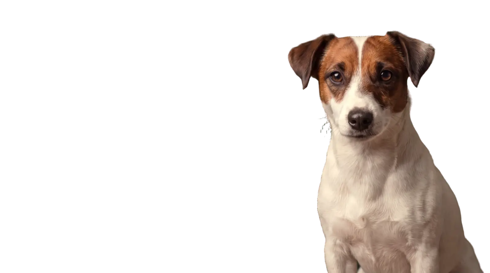 Jack Russell Terrier Ruby schaut in die Kamera
