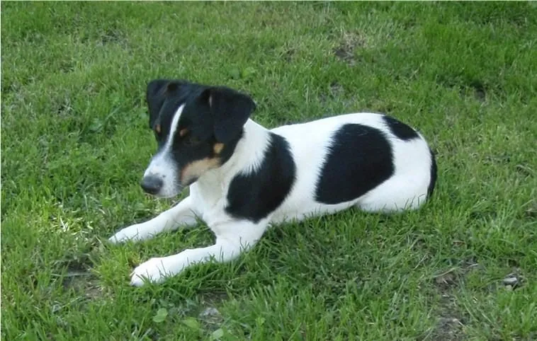 Chakira