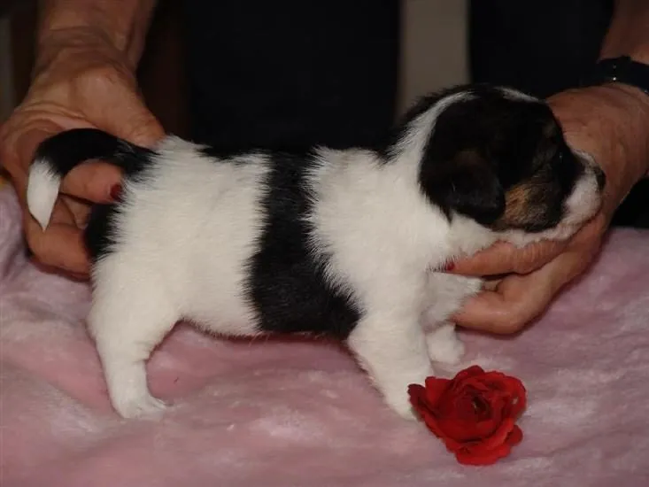 Roxy