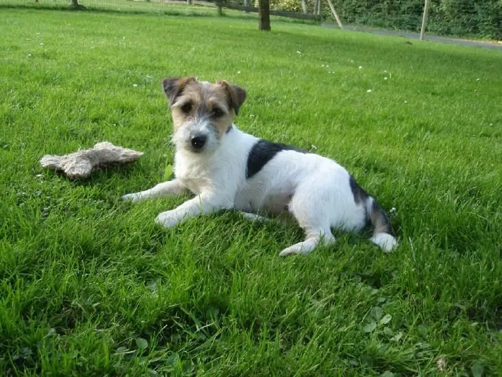 Roxy