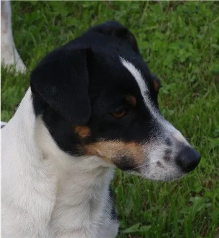 Chakira