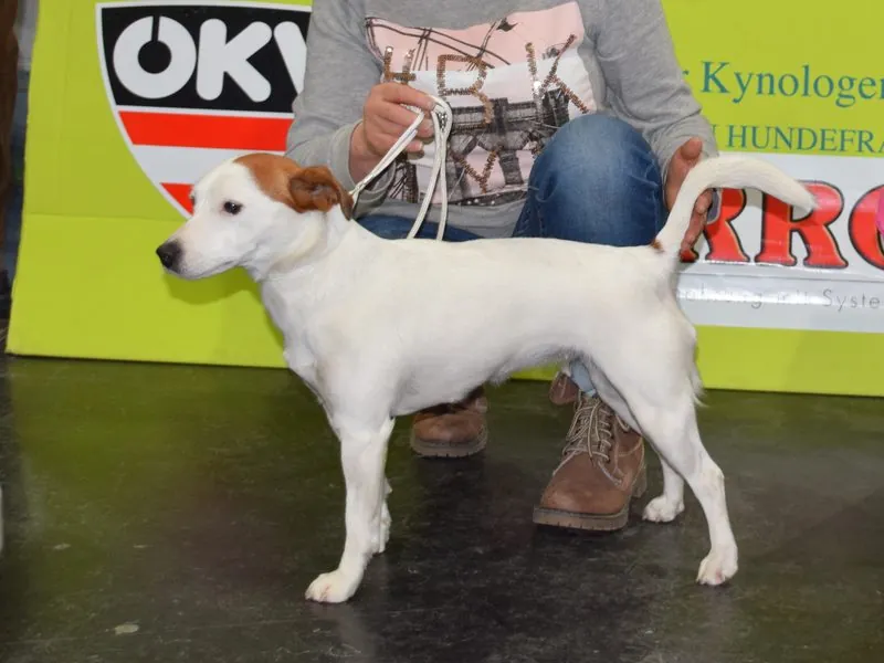 Internationale Rassehundeausstellung in Graz