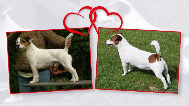 Wir erwarten Welpen von Holly und Twofy