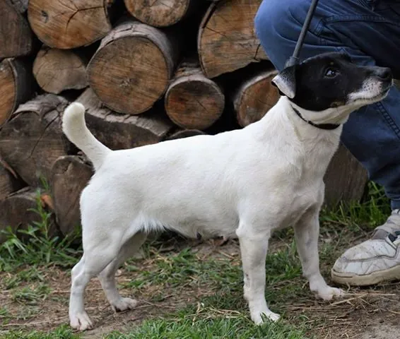 Pasha