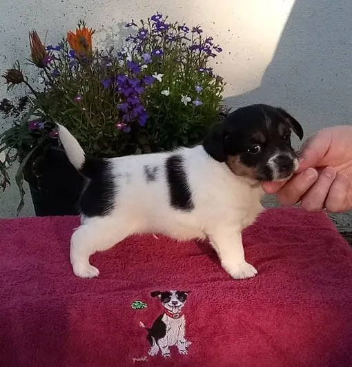 Loki