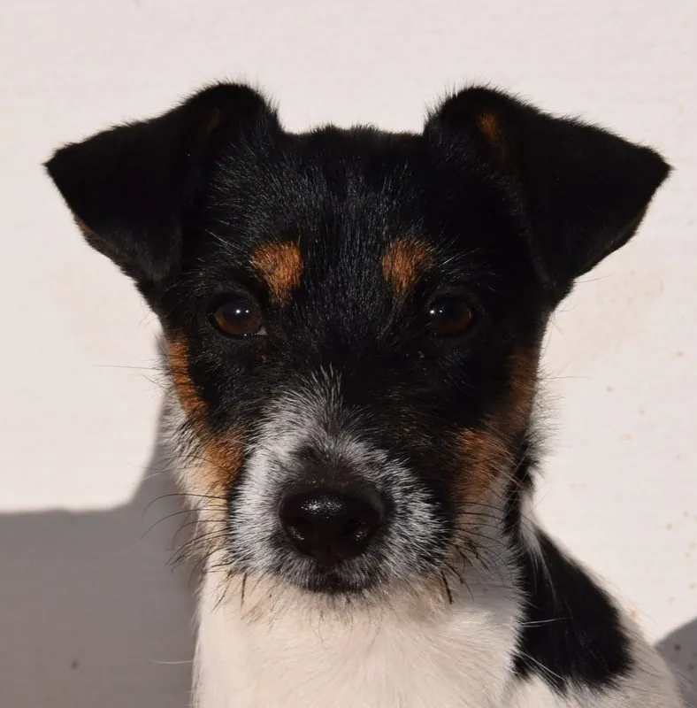 Loki