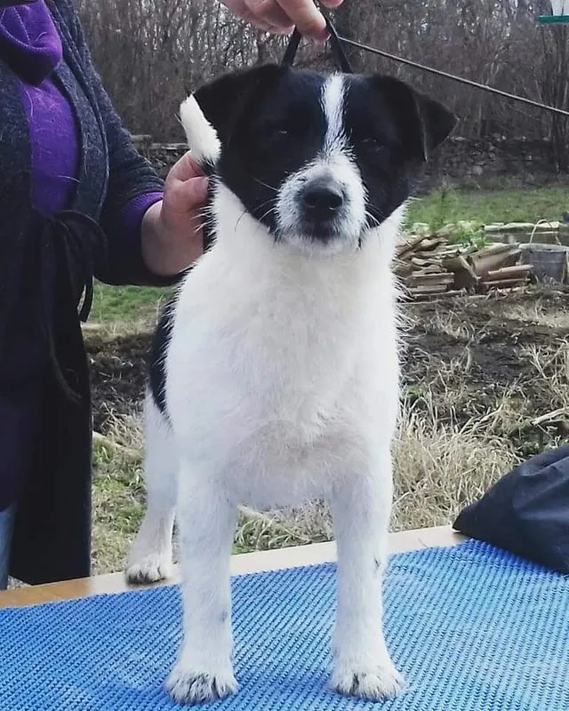 Loki