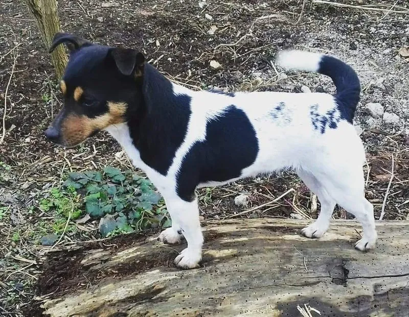 Loki