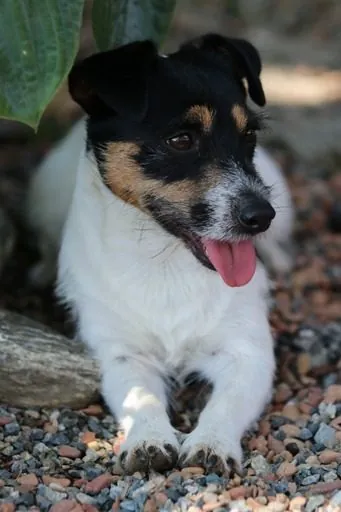 Loki