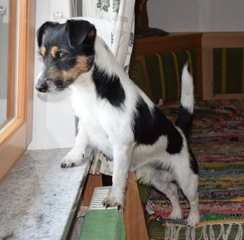 Loki