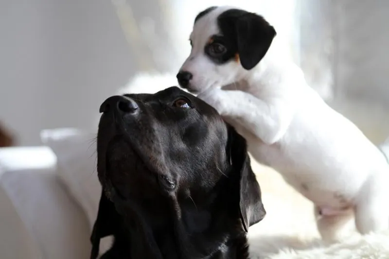 Hund aus unserer Zucht