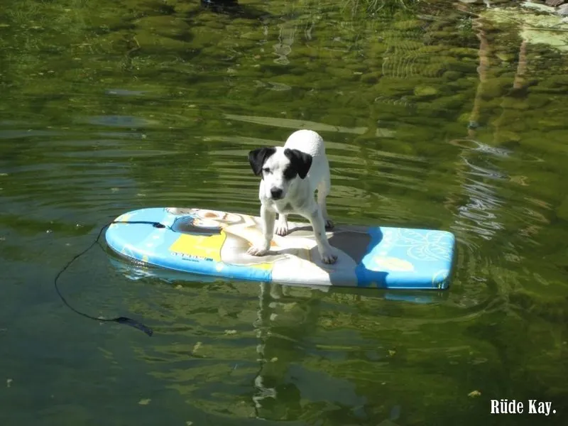 Hund aus unserer Zucht