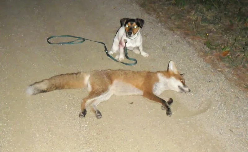 Kira mit Fuchs
