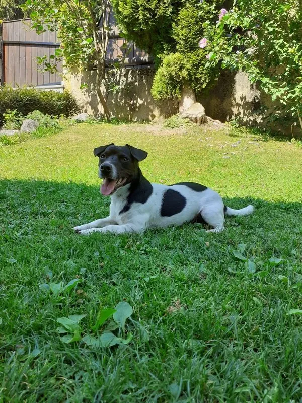 Hund aus unserer Zucht