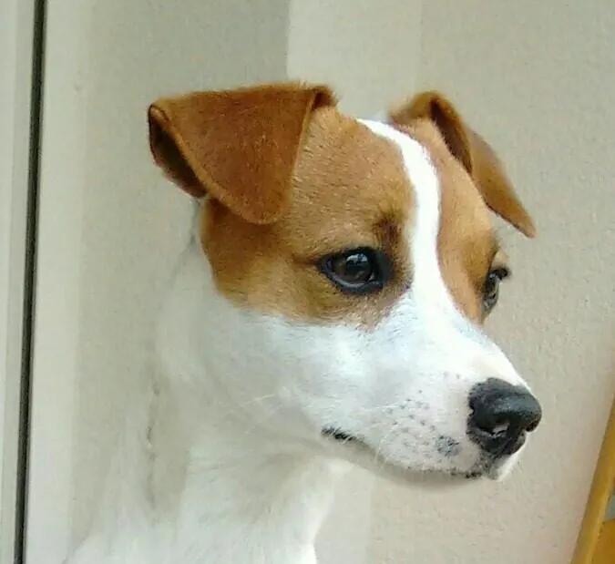Hund aus unserer Zucht
