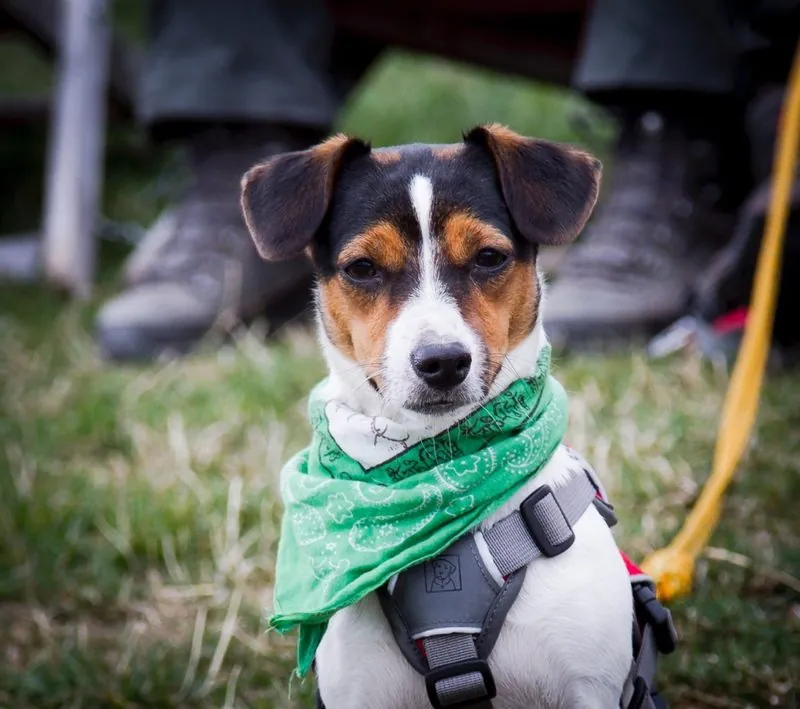Hund aus unserer Zucht