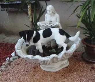 Hund aus unserer Zucht