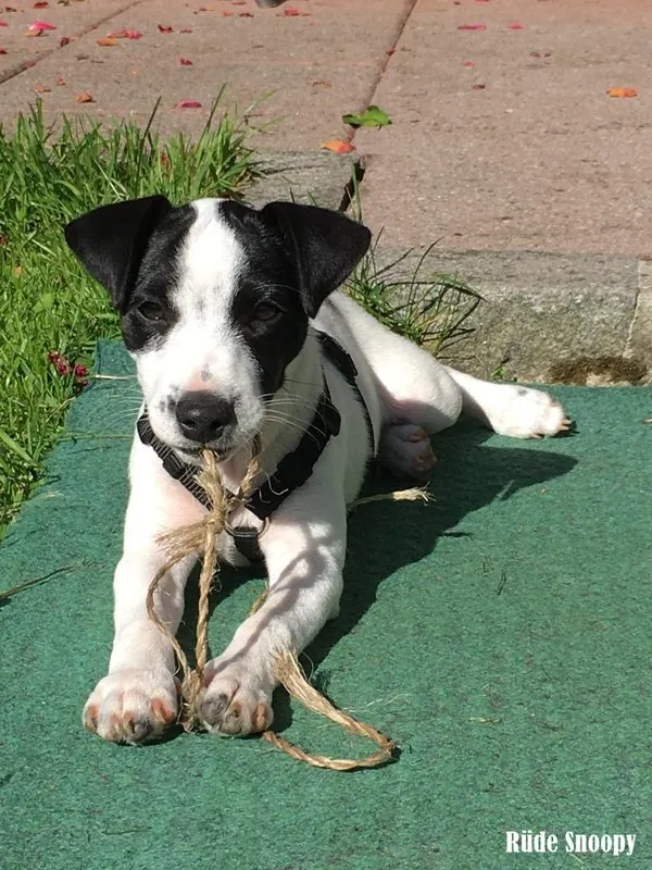 Hund aus unserer Zucht
