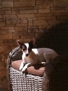 Hund aus unserer Zucht
