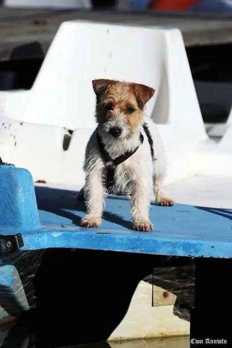 Hund aus unserer Zucht