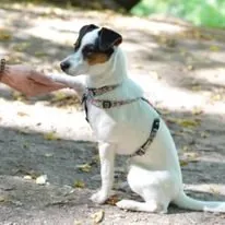 Hund aus unserer Zucht
