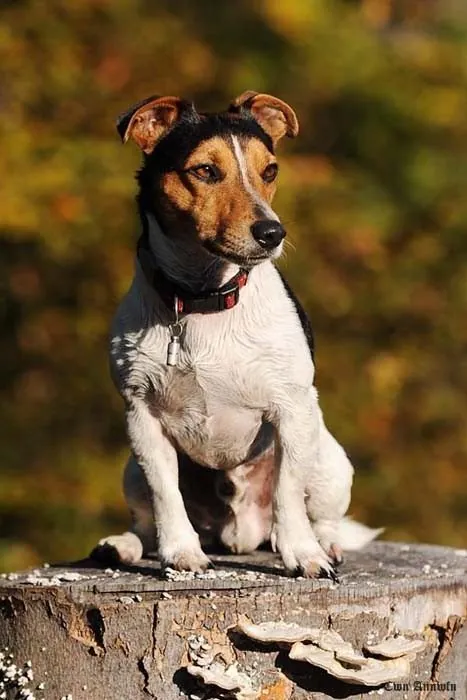 Hund aus unserer Zucht