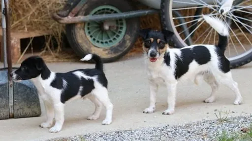 Hund aus unserer Zucht