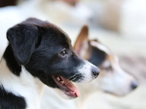 Hund aus unserer Zucht
