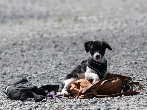 Hund aus unserer Zucht