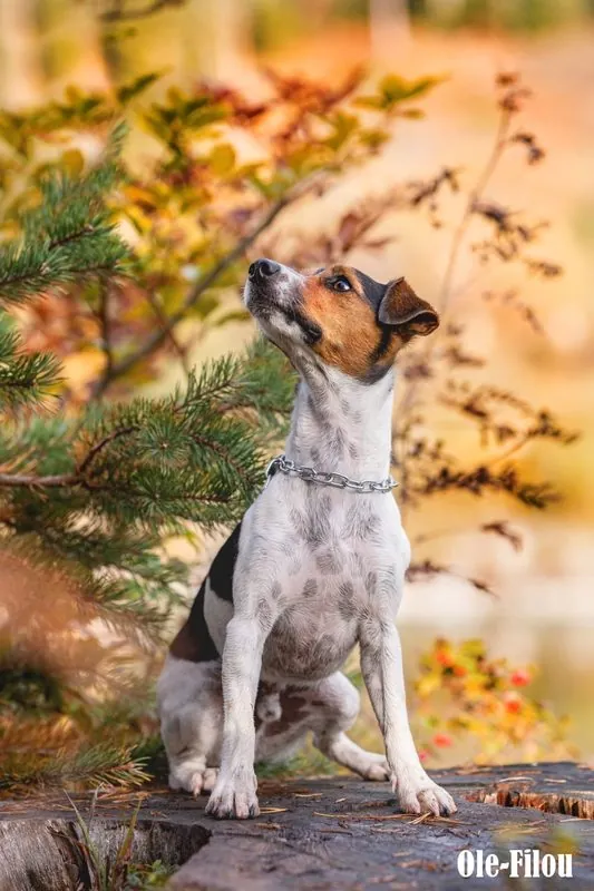 Hund aus unserer Zucht