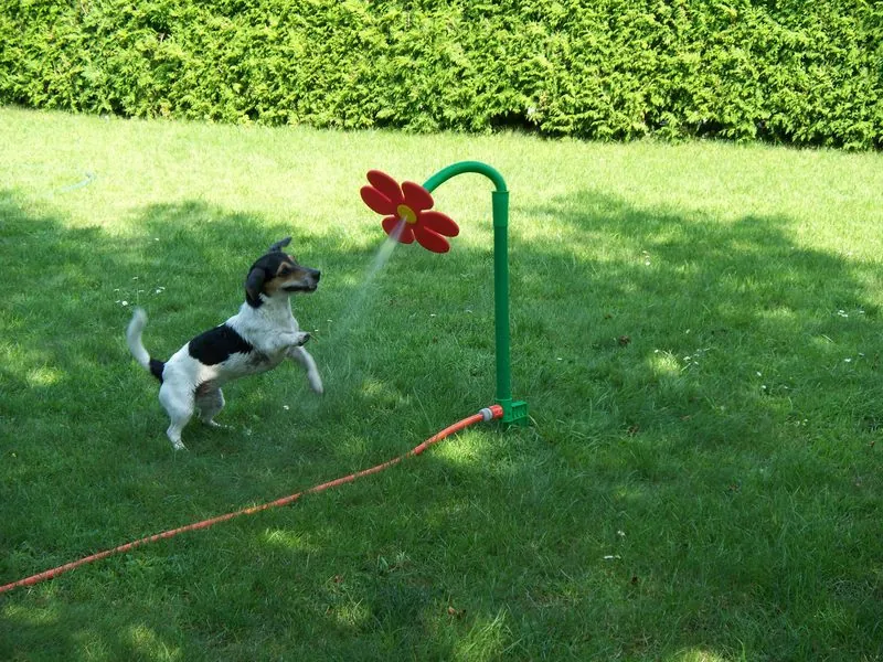 Hund aus unserer Zucht