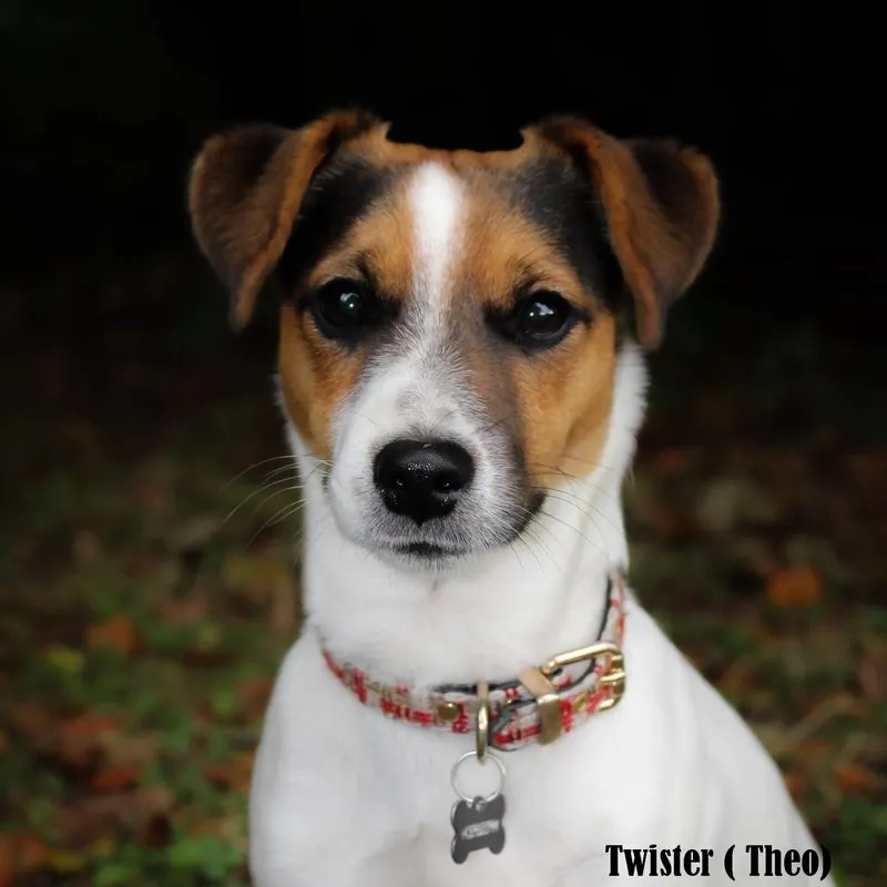 Hund aus unserer Zucht