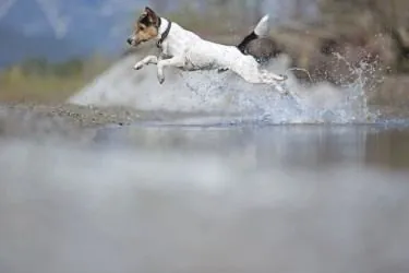 Hund aus unserer Zucht
