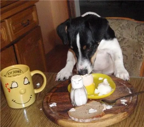Hund aus unserer Zucht