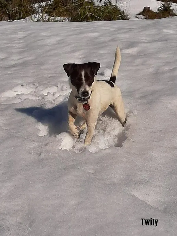 Hund aus unserer Zucht