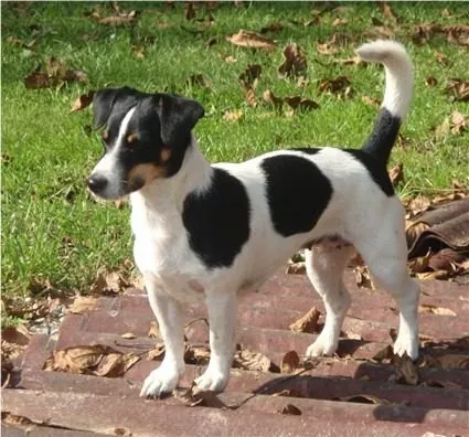 Chakira