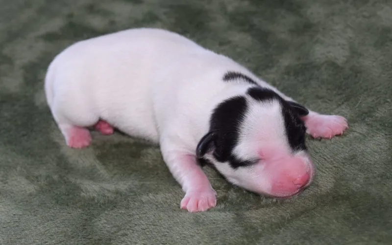 Hündin 2