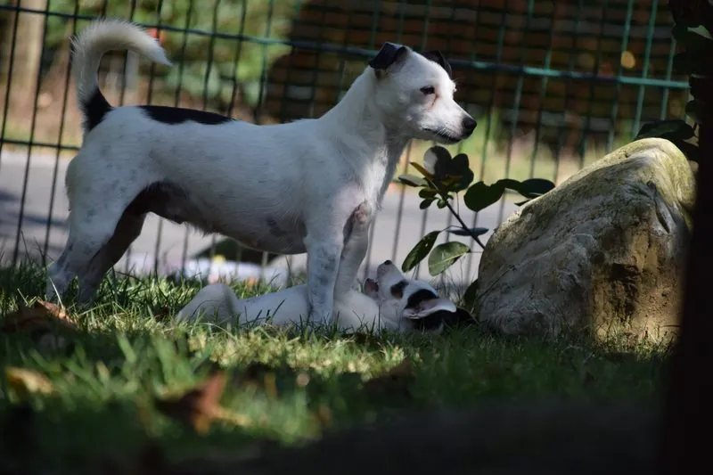 Der E-Wurf ist da