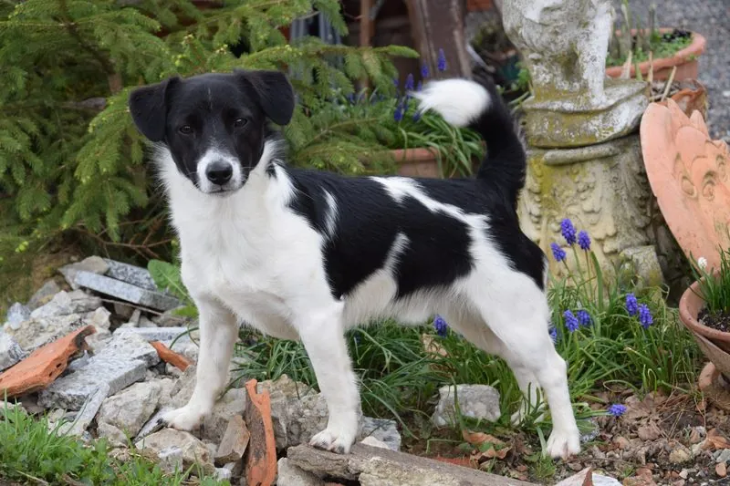 Frank sucht ein neues Zuhause