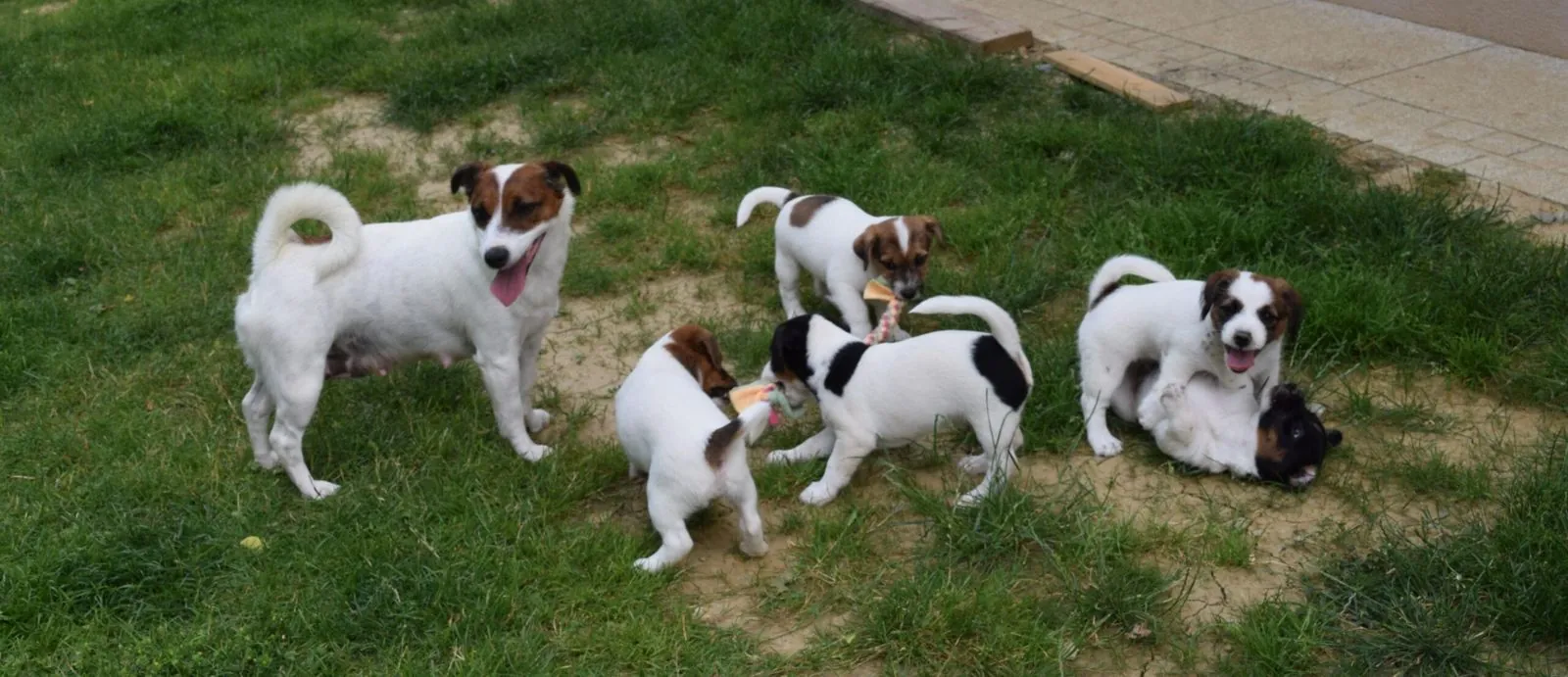 Bei Tier daheim: unsere Terrier-Familie