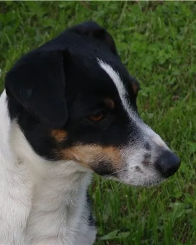 Chakira