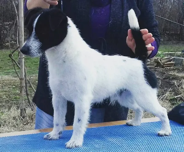 Rollo, Lokis Vater