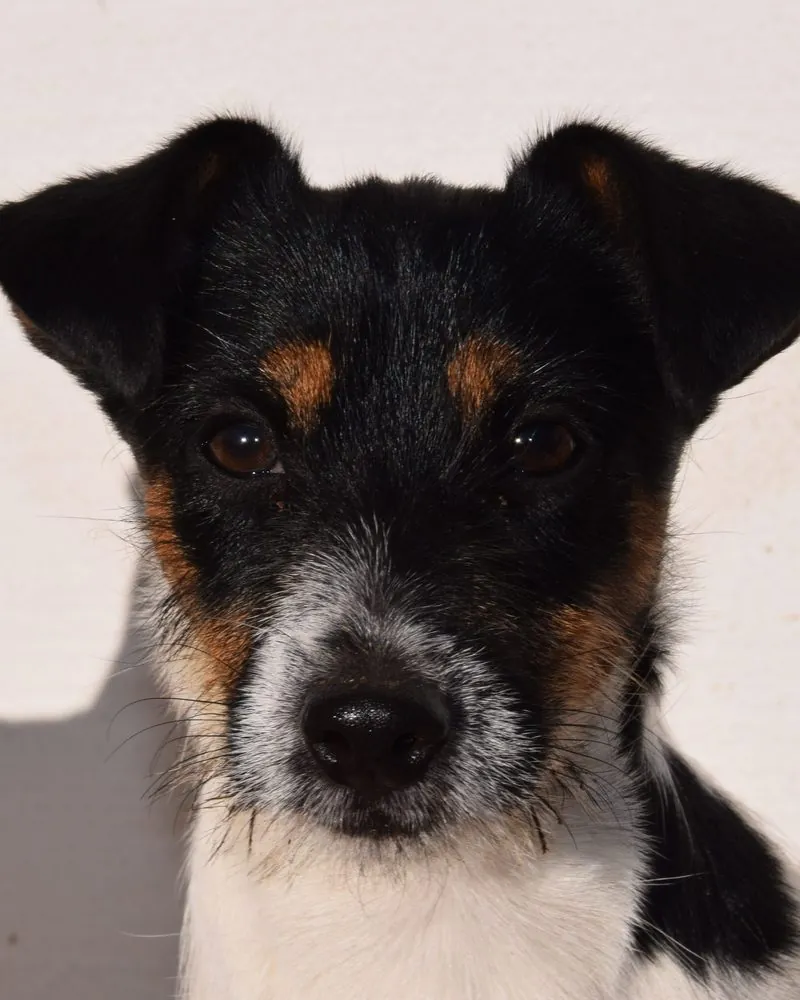 Rüde Loki