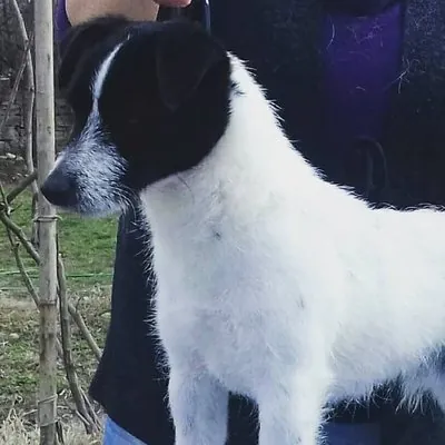 Rollo