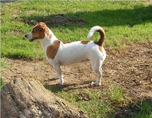 Donna im Garten