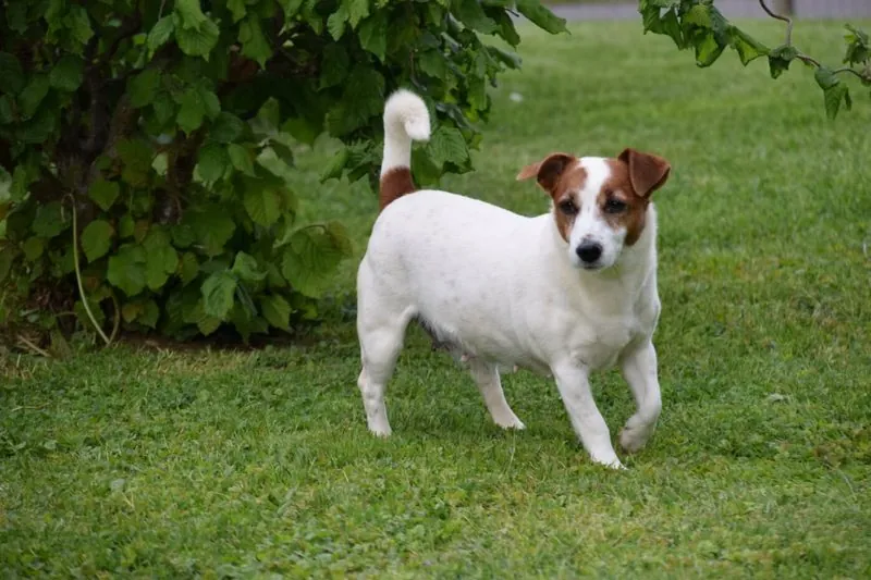 Holly, Rubys Mutter