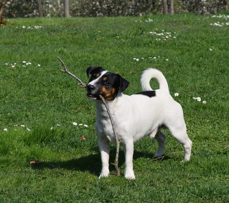 Pasha, Rubys Vater