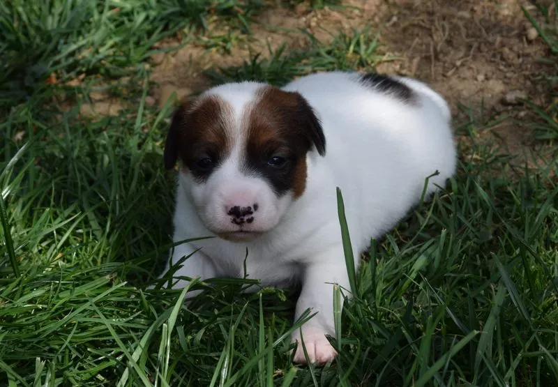 Ruby mit 3 Wochen
