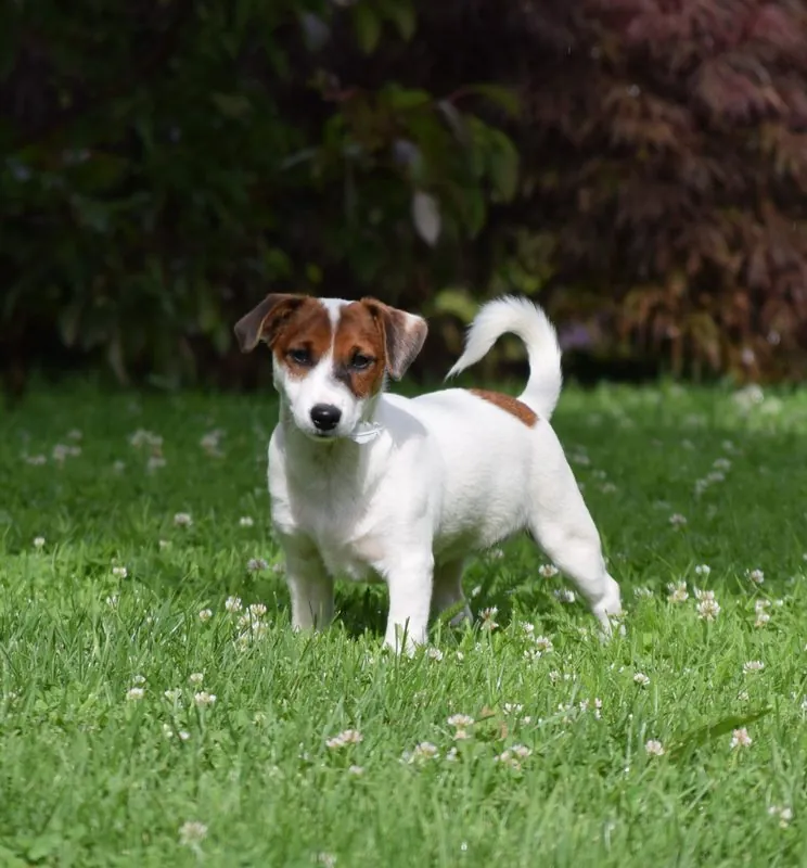 Ruby mit 4 Monaten im Garten