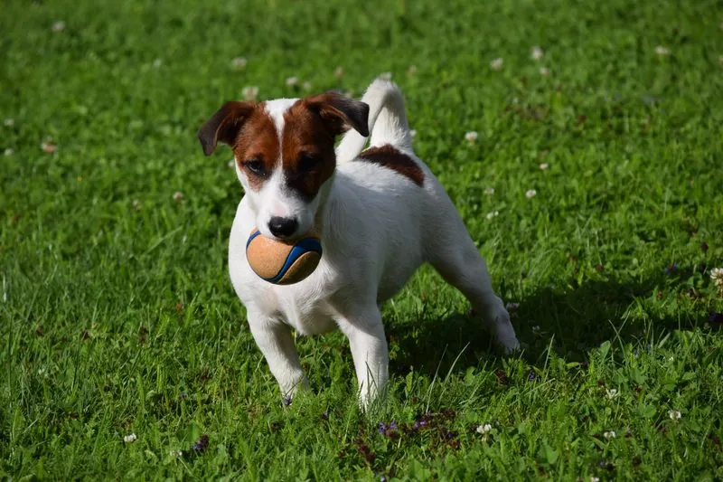 Ruby mit 4 Monaten und ihrem Ball